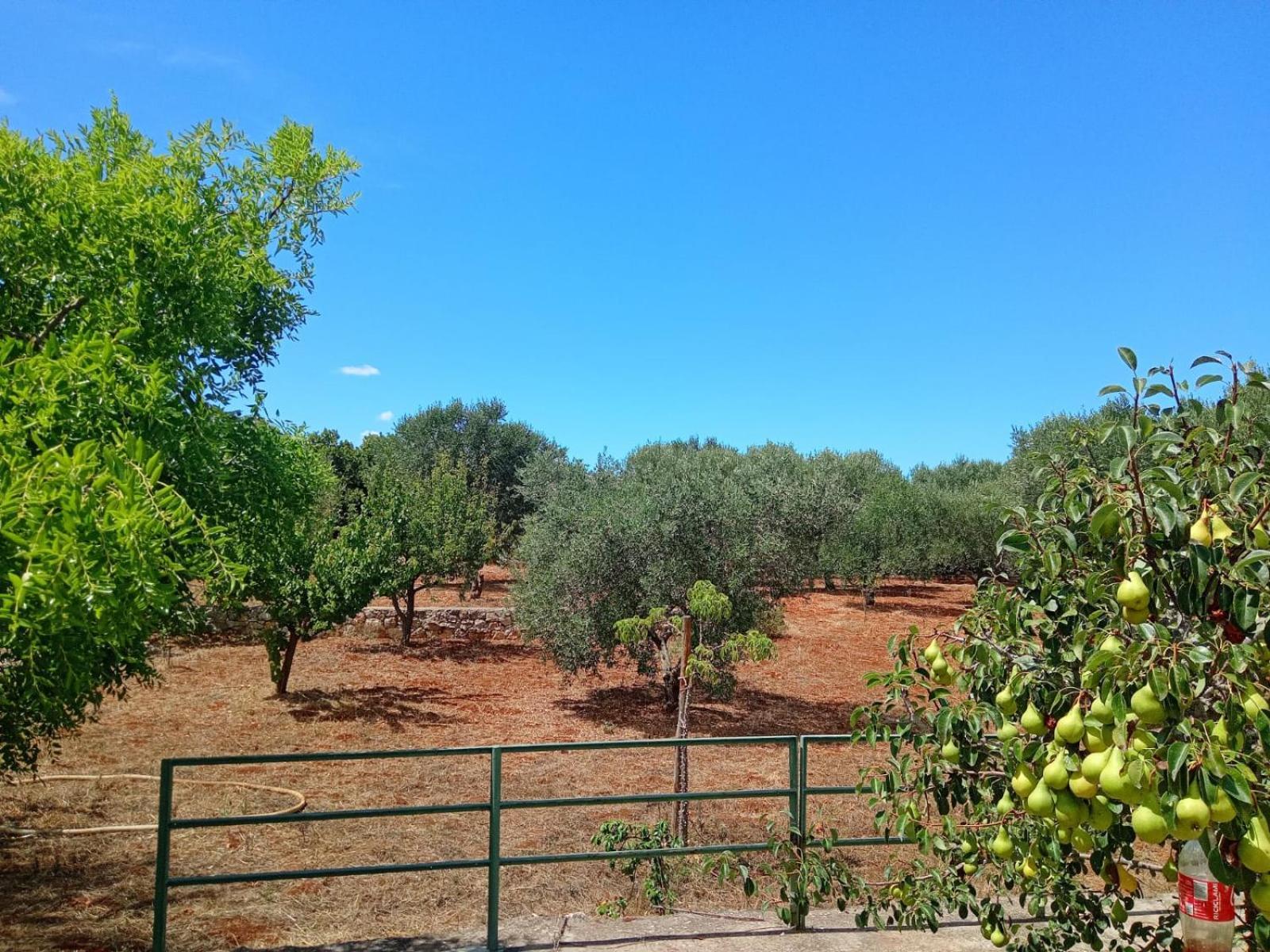 Villa Del Sole Specchiolla Dış mekan fotoğraf